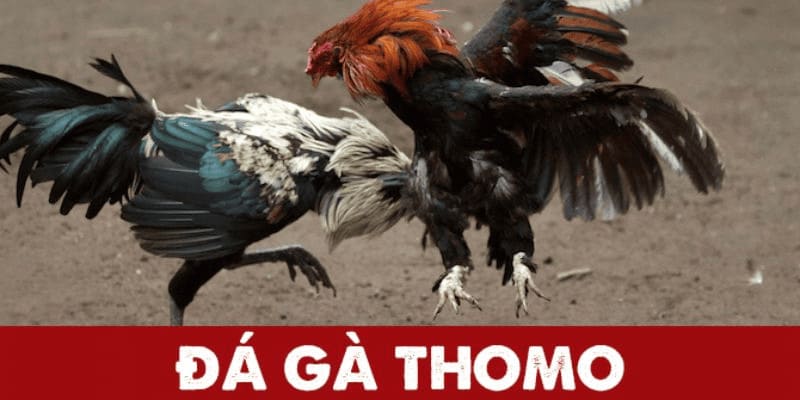 Các thể loại giải trí chất lượng trong đá gà Thomo