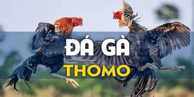 Đá gà Thomo trực tiếp các trận đấu chất lượng